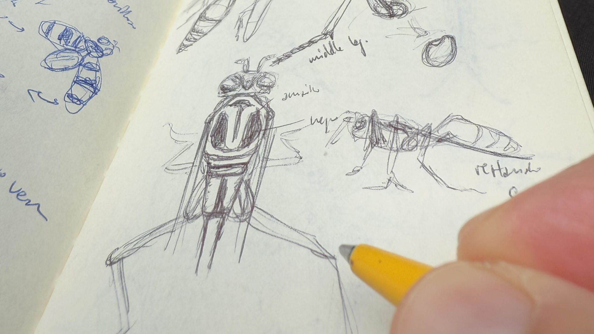 Bild zum Event: Sketching: Die Welt der Insekten zeichnend entdecken